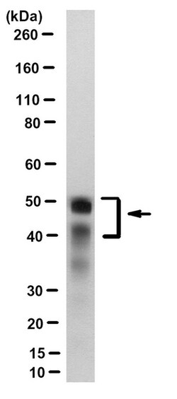 MilliporeSigma CCR2, Mouse, Unlabeled, Clone: 8C3.1, 100&mu;L; Unlabeled:Antibodies,